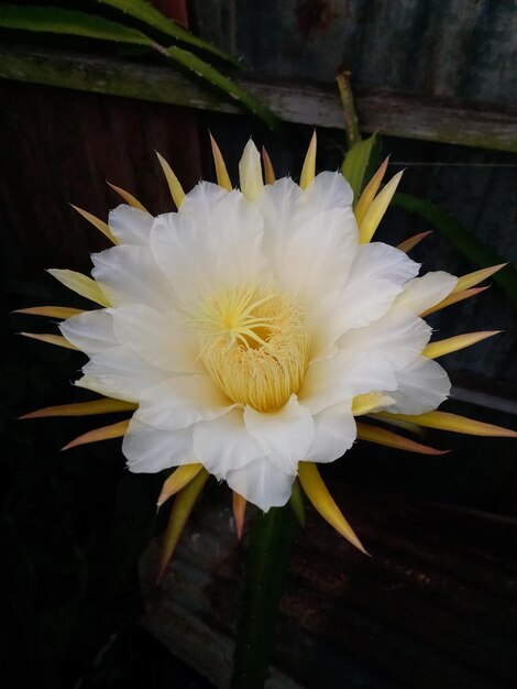 Foto una flor blanca con centro amarillo y pétalos blancos.