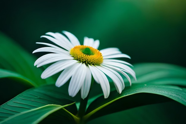 Una flor blanca con un centro amarillo se sienta en una hoja verde.