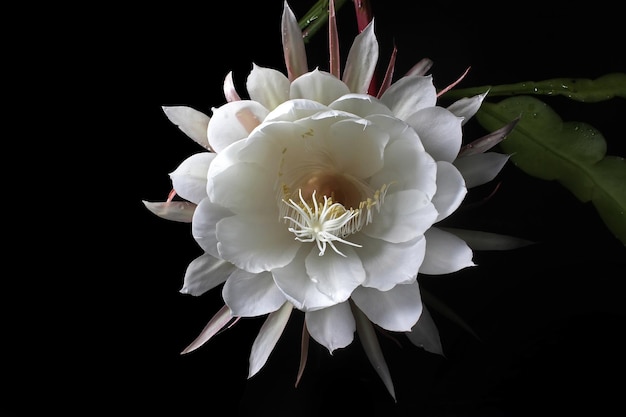 Una flor blanca con un centro amarillo.