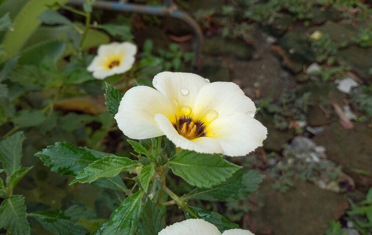una flor blanca con un centro amarillo