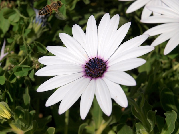 Una flor blanca con centro morado y una abeja volando en el fondo.