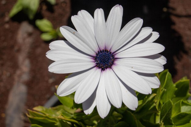 Una flor blanca con centro morado.