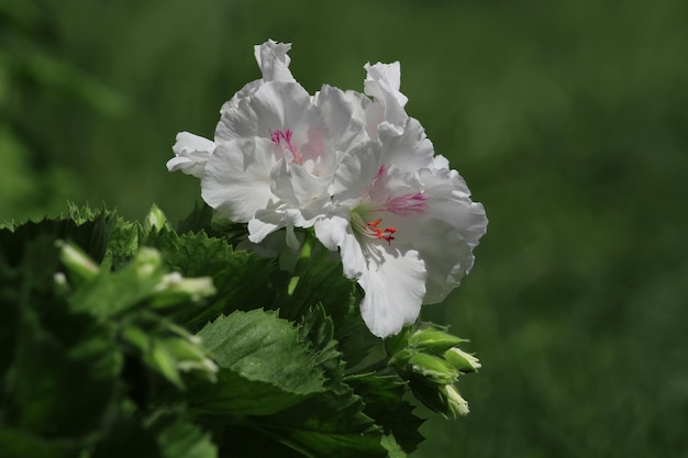 Una flor blanca con un centro rojo está en medio de un fondo verde.