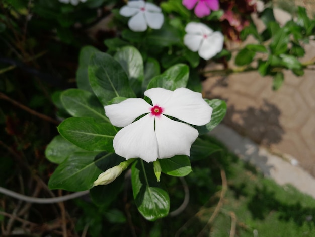 una flor blanca con un centro rosa y un centro rojo.