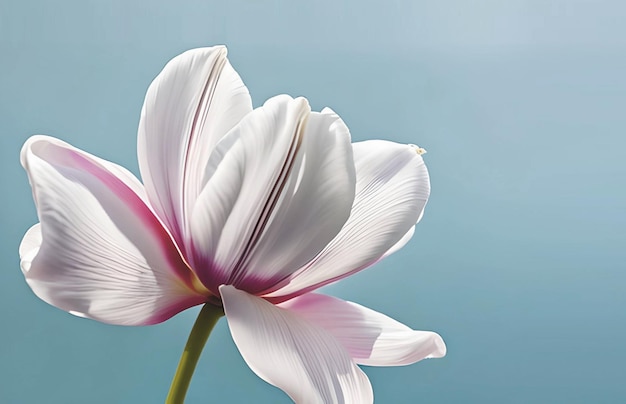 Una flor blanca con un centro rosa y un fondo azul.