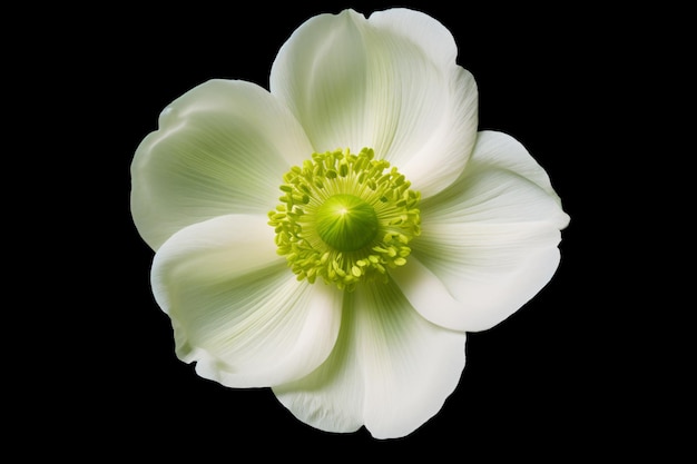 una flor blanca con un centro verde en un fondo negro
