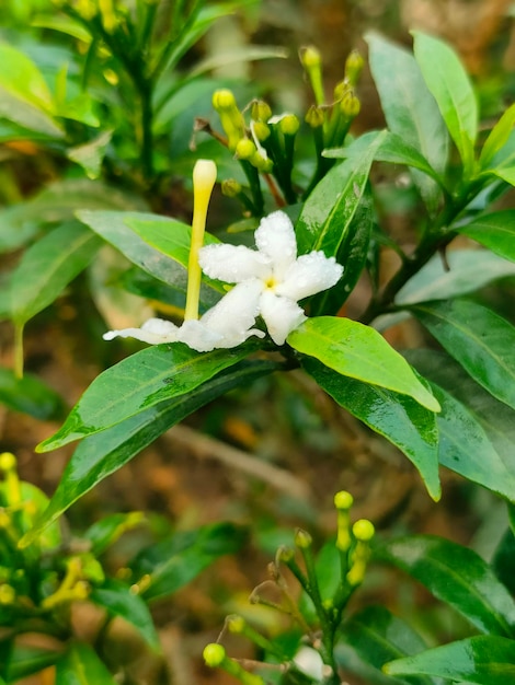 Una flor blanca con centros amarillos está sobre una hoja verde.