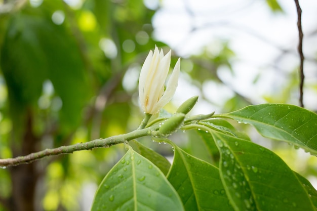 Flor blanca de Champaka que florece con gotas de agua en el árbol