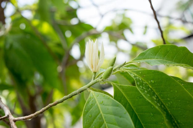 Flor blanca de Champaka que florece con gotas de agua en el árbol