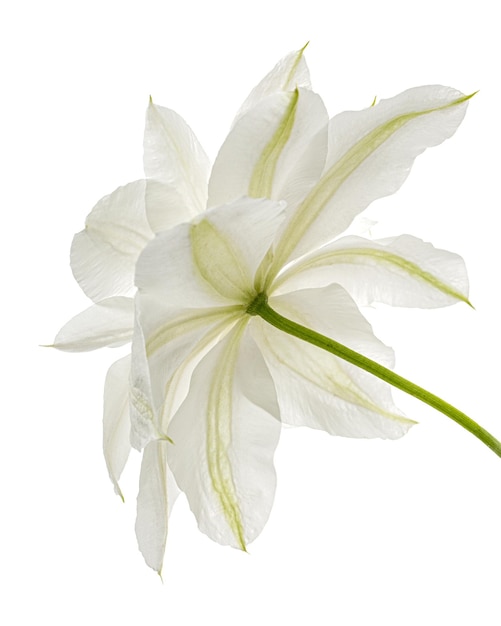 Flor blanca de clemátide aislado sobre fondo blanco.