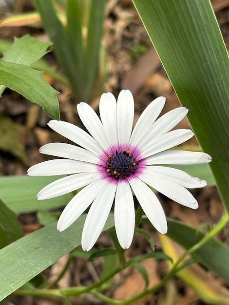 Flor blanca com centro morado