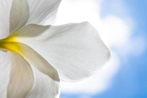 Flor blanca a contraluz con el sol y el cielo azul con pocas nubes