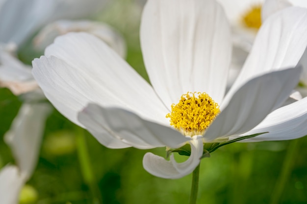 Foto flor blanca del cosmos en el campo.