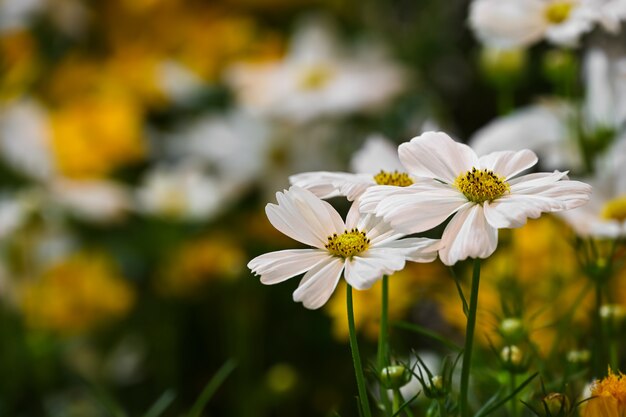 Flor blanca del cosmos con fondo borroso jardín de flores amarillas