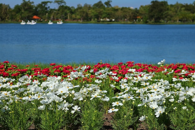 Flor blanca del cosmos en el parque