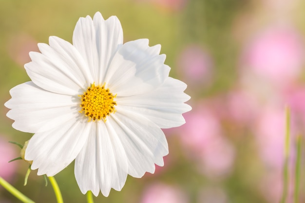 Flor blanca, cosmos