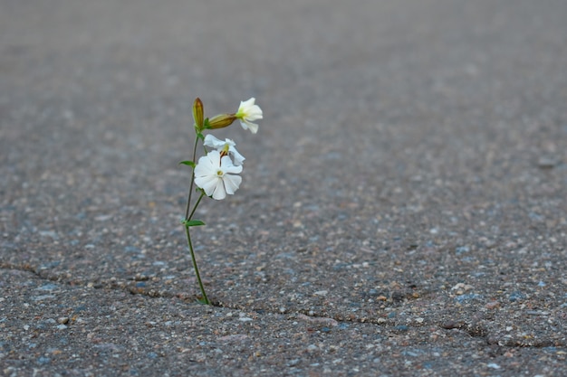 La flor blanca crece del asfalto. Amor de la vida.