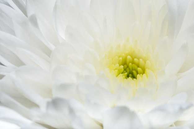 Flor blanca de crisantemo