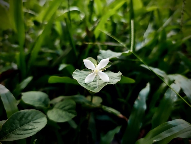 Una flor blanca con cuatro pétalos está en la hierba.