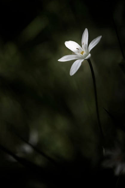 Flor blanca decorativa, señuelos de insectos. Hermosas flores silvestres.