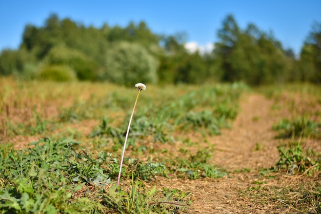 Una flor blanca de diente de león en una pierna larga crece en el campo durante el día