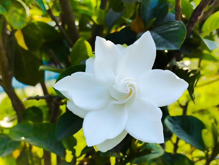 Una flor blanca con una espiral en el centro.