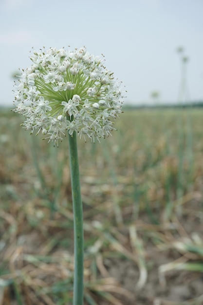 una flor blanca está floreciendo en un campo