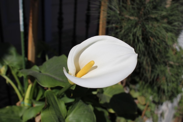 Una flor blanca con un estambre amarillo.