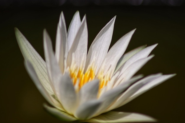 Una flor blanca con estambres amarillos y pétalos blancos.