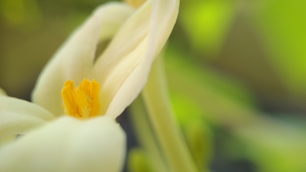 La flor blanca en la falta de definición deja el fondo para el papel pintado botánico