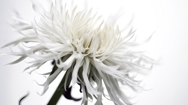 Una flor blanca con una flor blanca en el fondo.