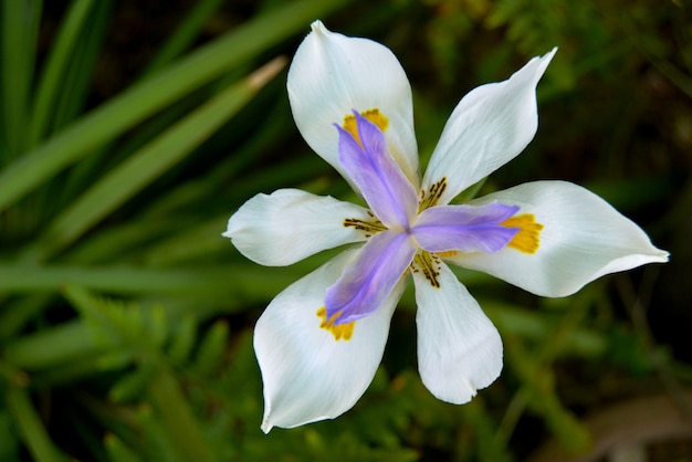 Flor blanca florecida en jardín local