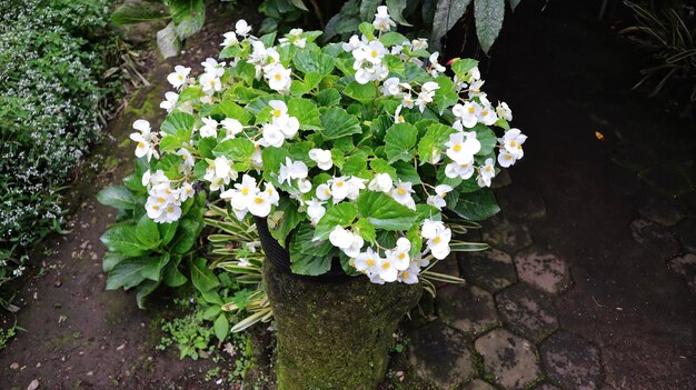 Flor blanca floreciente Cera begonia hojas verdes en la olla