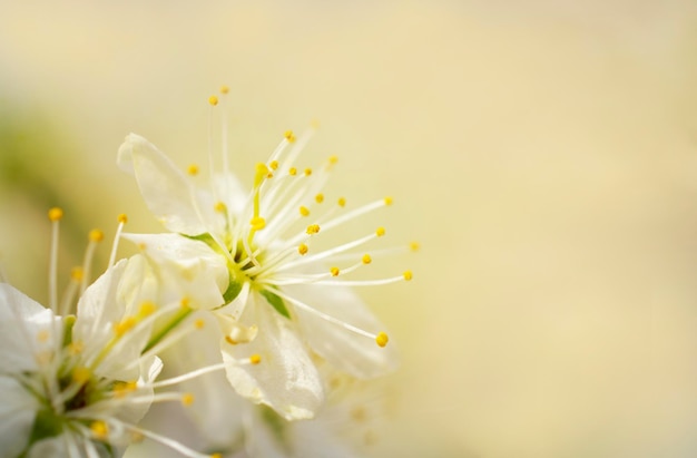 flor blanca floreciente primavera