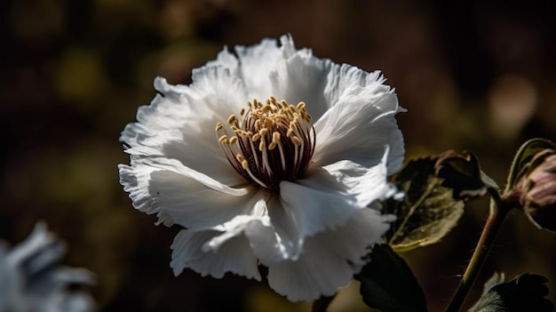 Una flor blanca con un fondo oscuro.