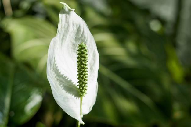 Foto flor blanca con fondo verde borroneada.