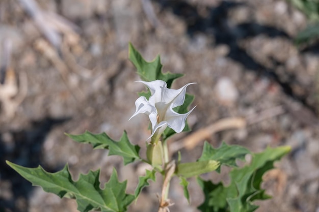 Foto flor blanca en forma de trompeta de la planta alucinógena devil's trumpet también llamada jimsonweed