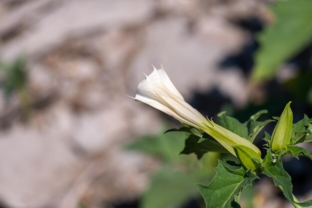 Foto flor blanca en forma de trompeta de planta alucinógena devils trumpet también llamada jimsonweed