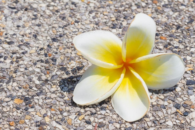 La flor blanca del frangipani cayó del árbol sobre el espacio de copia de enfoque selectivo de textura de hormigón gris