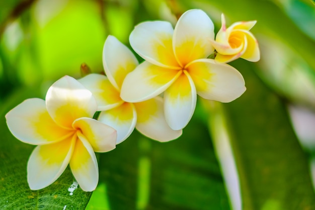 Flor blanca del Frangipani o del Plumeria en el fondo natural verde borroso