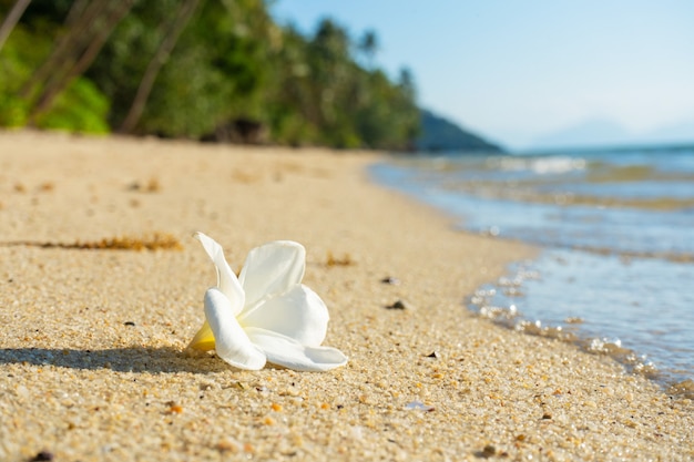 Flor blanca frangipani tropical en una playa