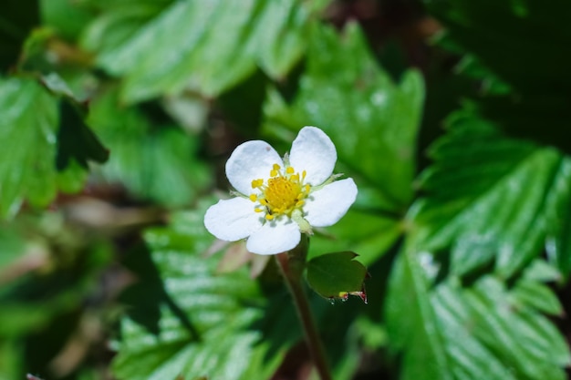 Flor blanca de fresa en el fondo del primer plano de la vegetación