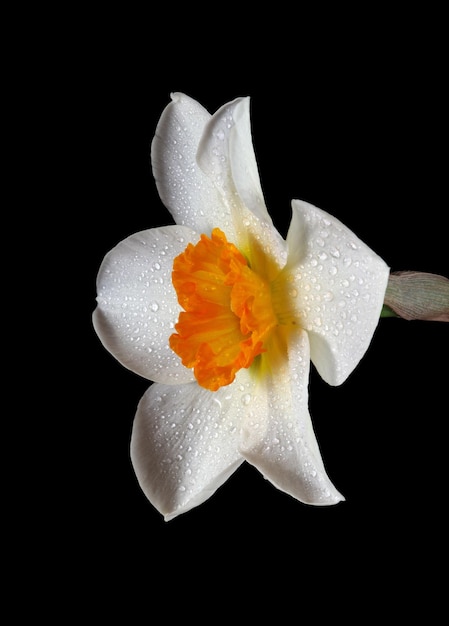 Una flor blanca con gotas de agua