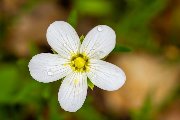 Flor blanca con gotas de agua