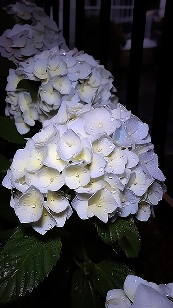 una flor blanca con gotas de lluvia en ella