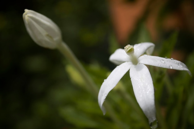 Foto flor blanca con gotas de lluvia