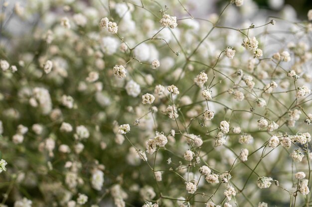 Flor blanca de Gypsophila.