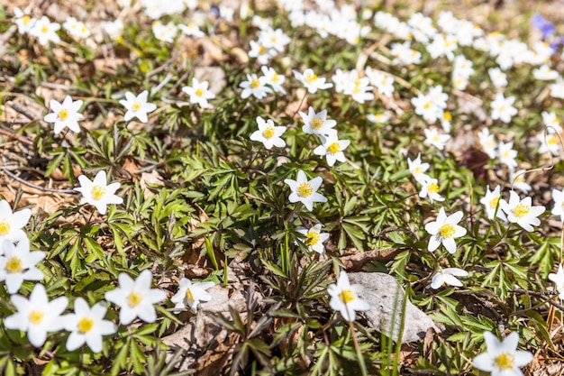 Flor blanca de Hepatica Nobilis que florece a principios de la primavera
