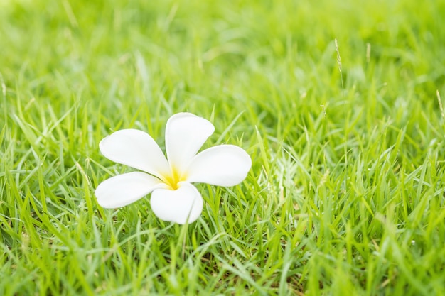 Flor blanca hermosa caida, flor color de rosa del desierto en el fondo texturizado piso fresco fresco de la hierba verde en el jardín