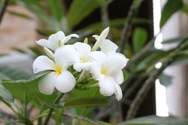 Flor blanca hermosa en el jardín.